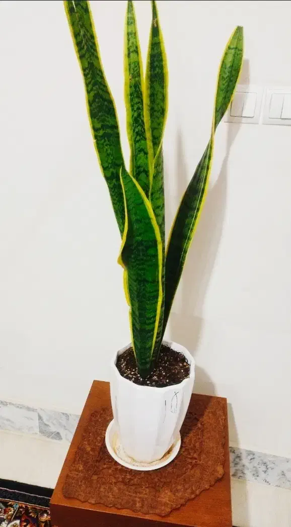 سانسووریای لب طلایی پایه بلند|گل و گیاه طبیعی|سرپل ذهاب, |دیوار