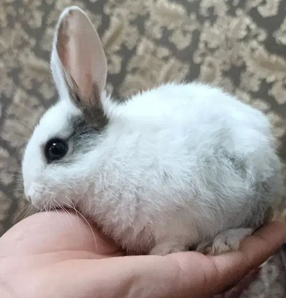 بچه خرگوش|موش و خرگوش|یزد, |دیوار