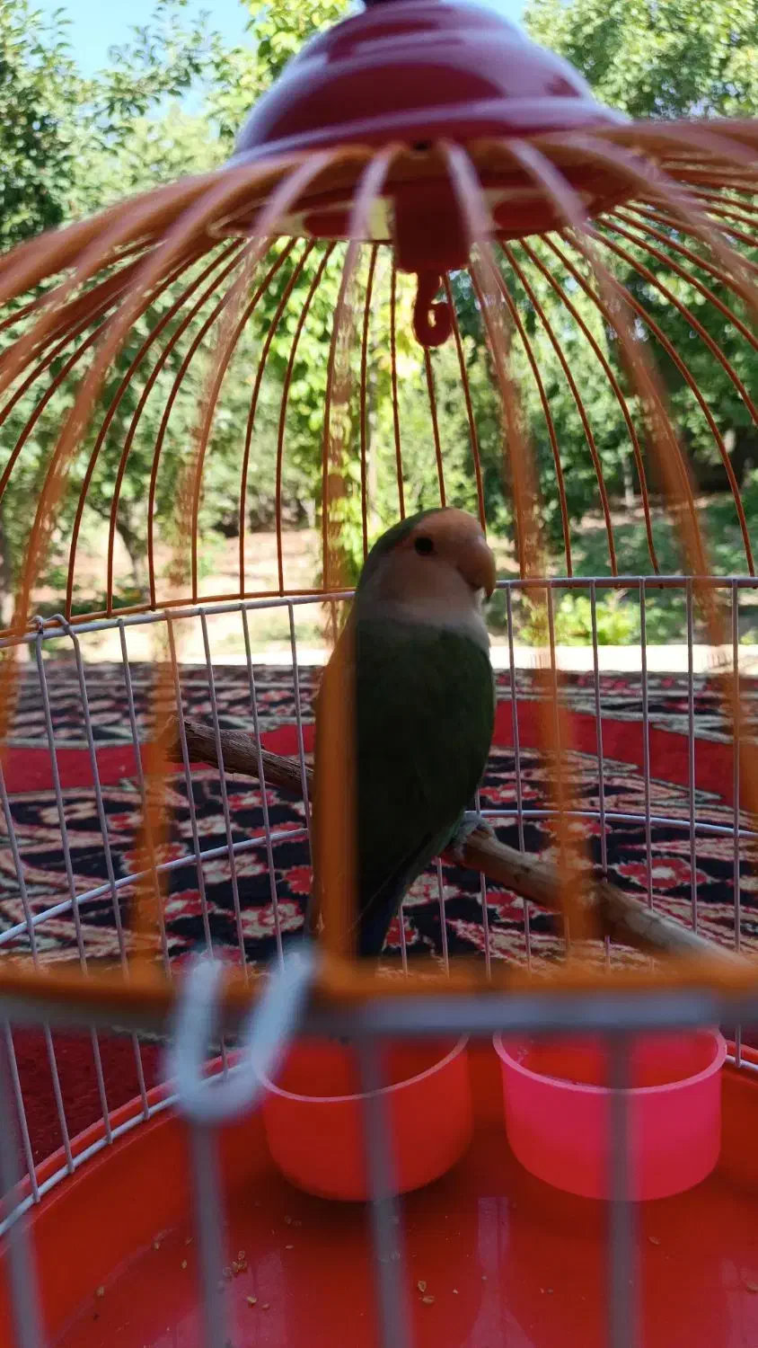 طوطی برزیلی|پرنده|تهران, امام زاده عبدالله|دیوار