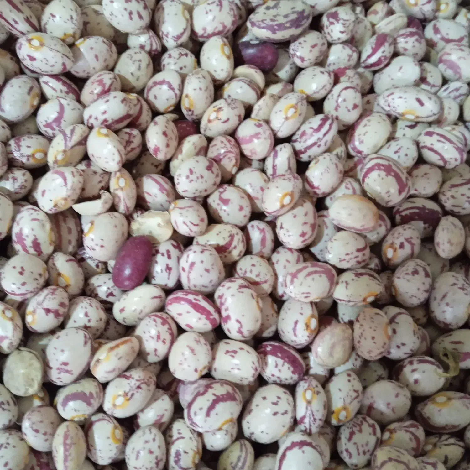 نخود لوبیا قرمز لوبیا سفید لوبیا چیتی|عمده‌فروشی|فامنین, |دیوار