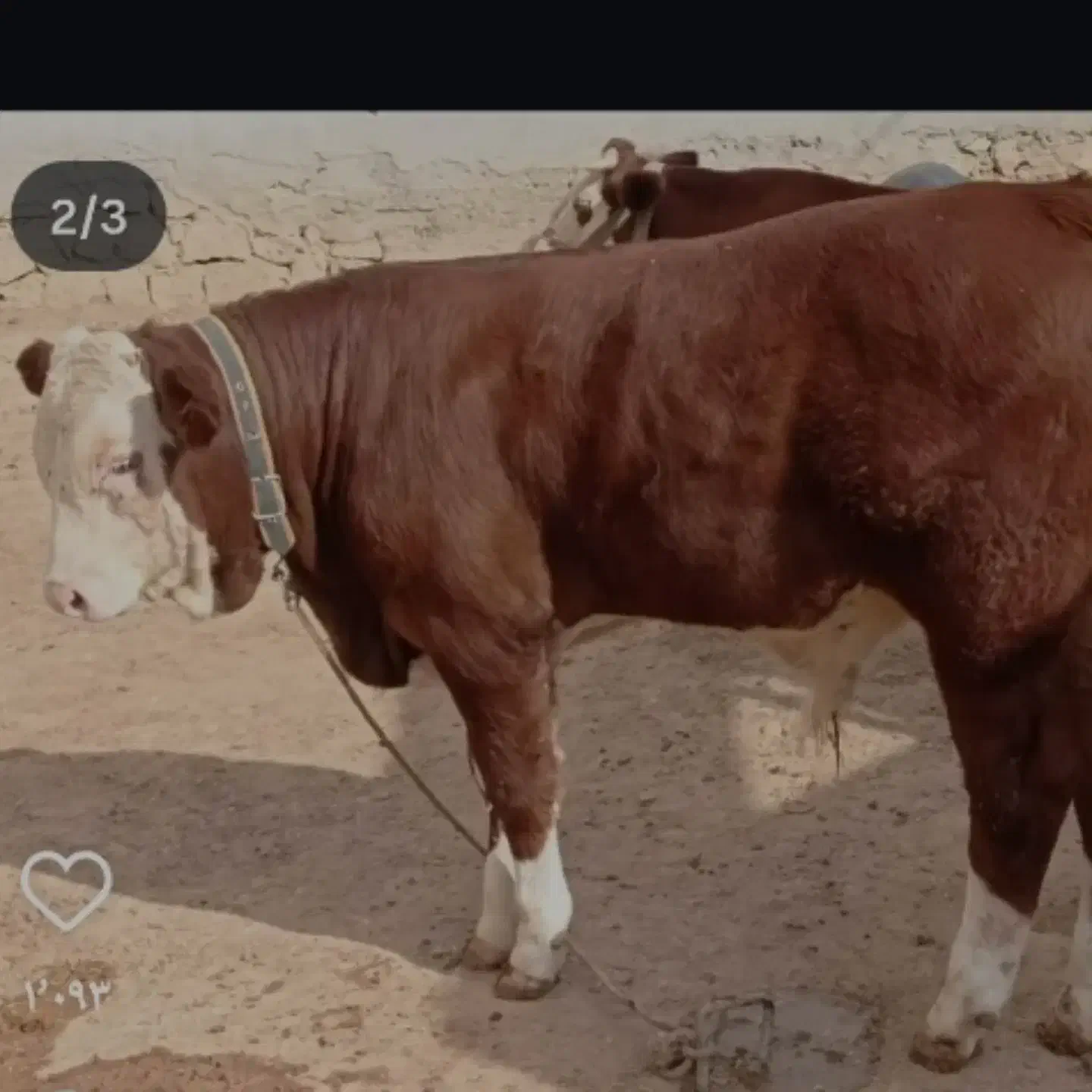 انواع دام اصیل|حیوانات مزرعه|هشتگرد, تهران دشت|دیوار