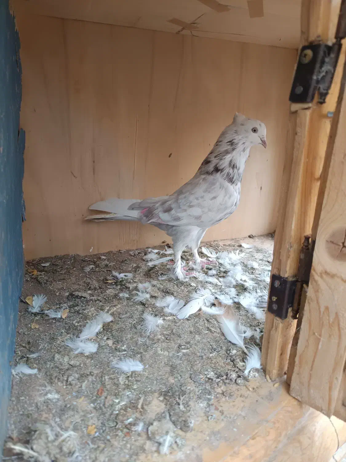 کفتر پرشی|پرنده|تهران, هلال احمر|دیوار