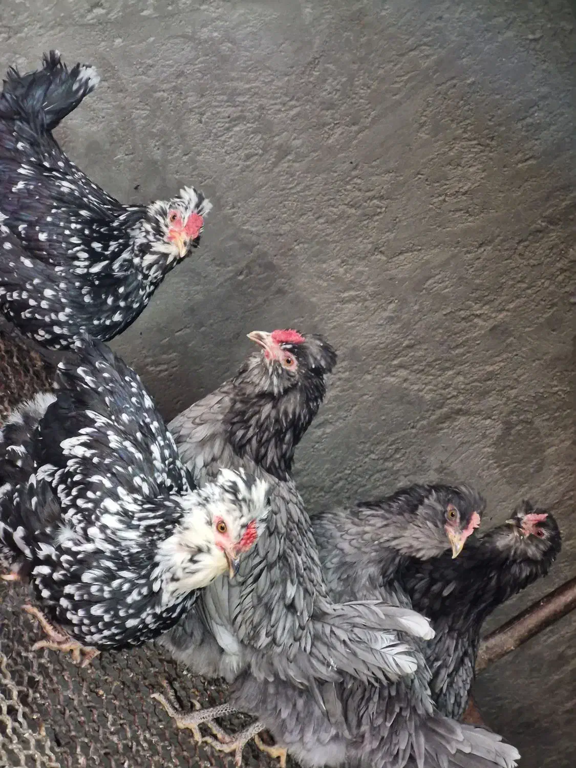 تخم مرغ گلین نطفه دار عشایری|حیوانات مزرعه|خمینیشهر, |دیوار