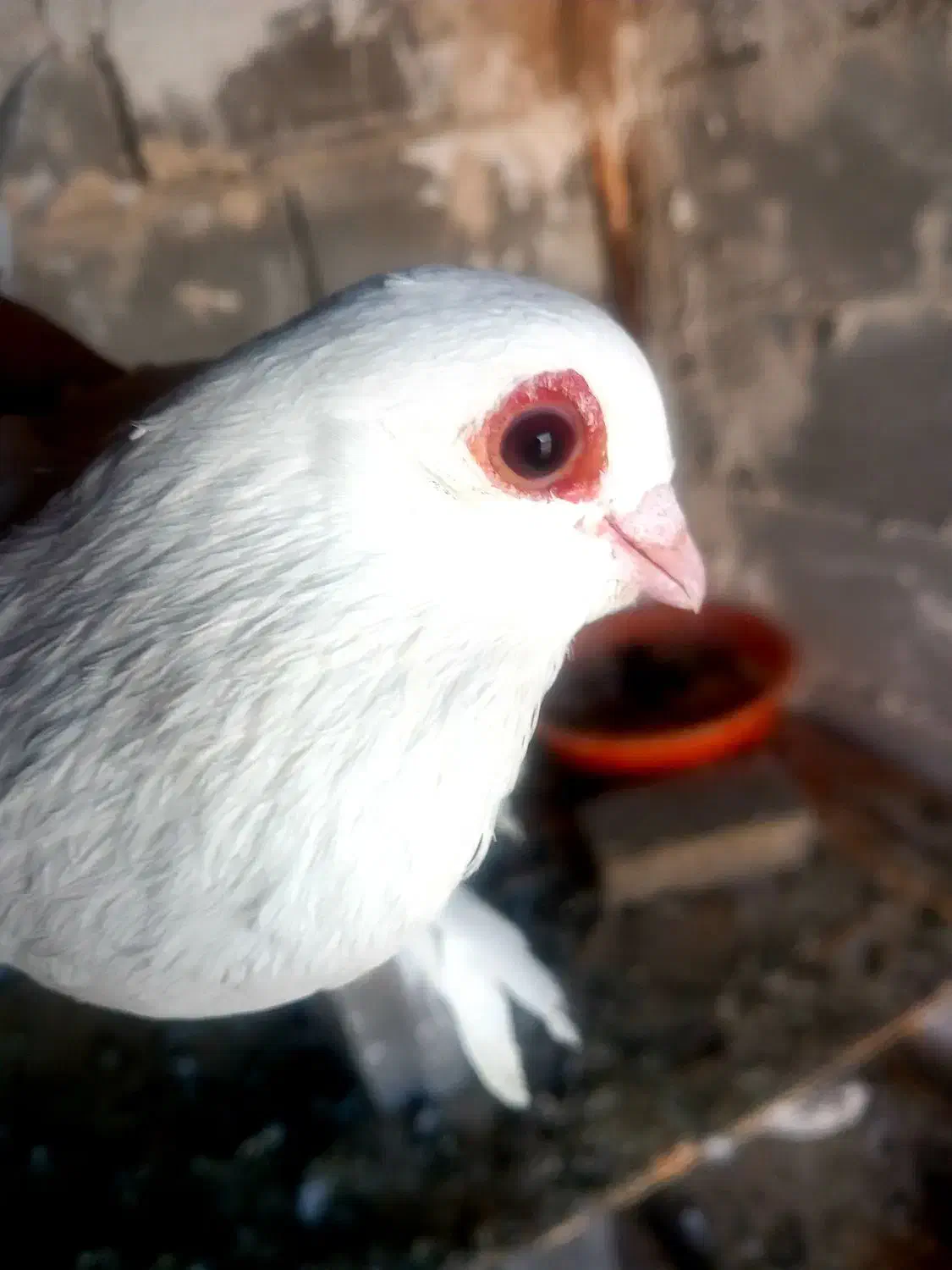 کبوتر|پرنده|تبریز, |دیوار