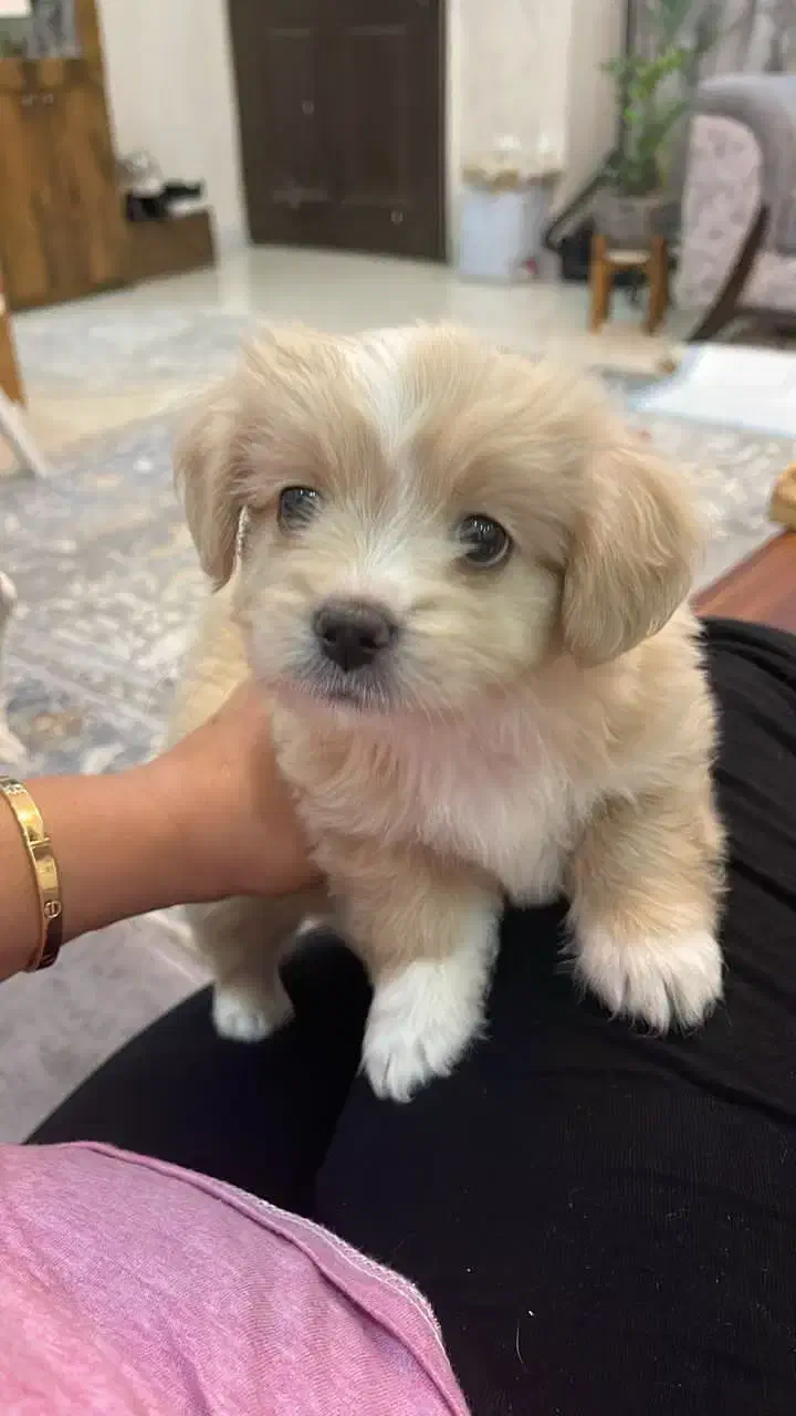 فروش سگ|سگ|شاهین‌شهر, دکتر حسابی|دیوار