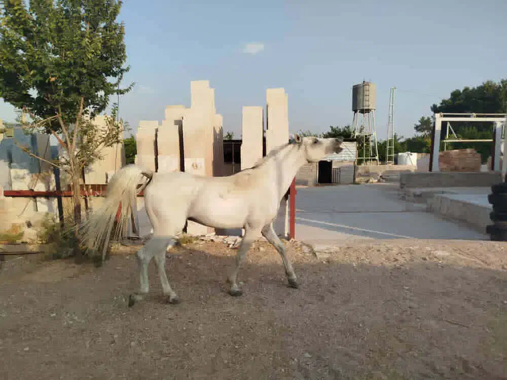 اسب سفید کرد (دره شور)|اسب و تجهیزات اسب‌سواری|شیراز, زرگری|دیوار