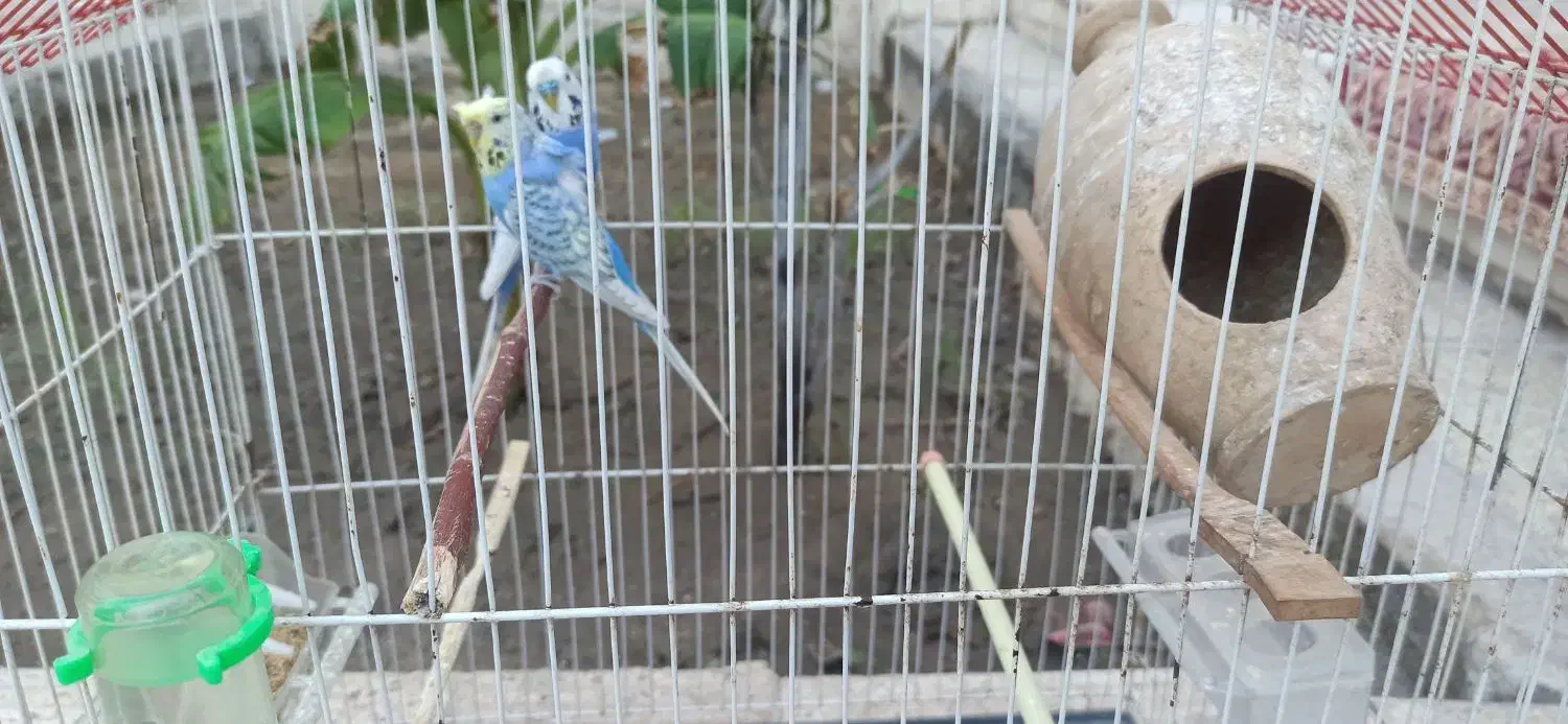 مرغ عشق پروانه ای|پرنده|میناب, |دیوار