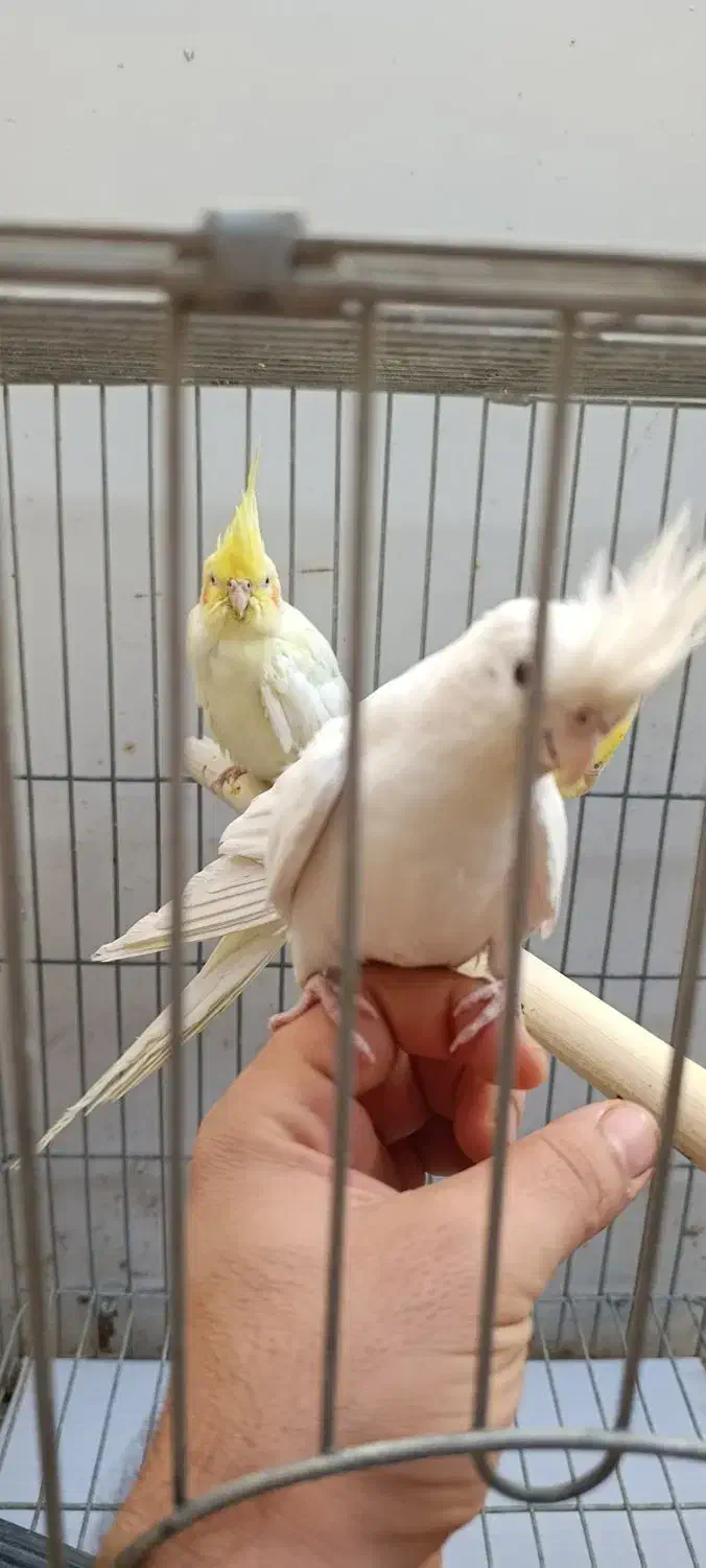 عروس پاریس|پرنده|شادگان, |دیوار