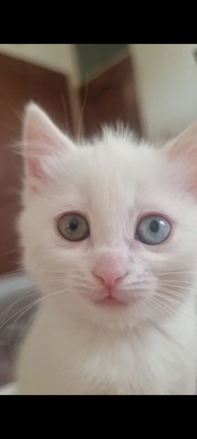 گربه Turkish|گربه|زنجان, |دیوار