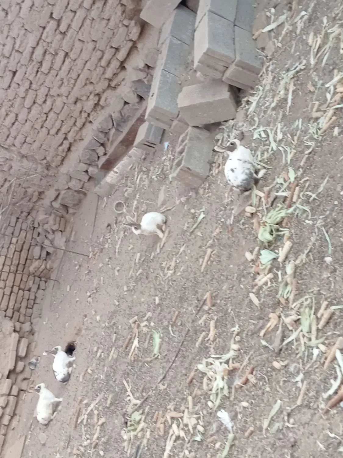 خرگوش|موش و خرگوش|جوین, |دیوار