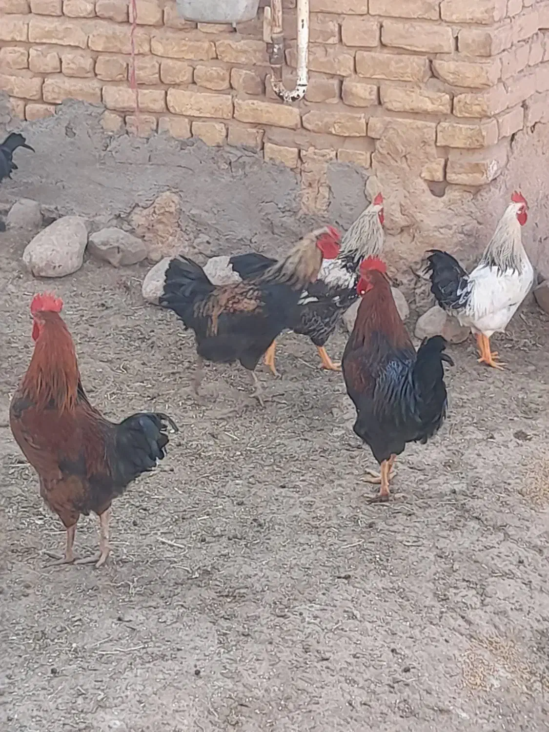 خروس برای قربانی و نگهداری|حیوانات مزرعه|معصومیه, |دیوار