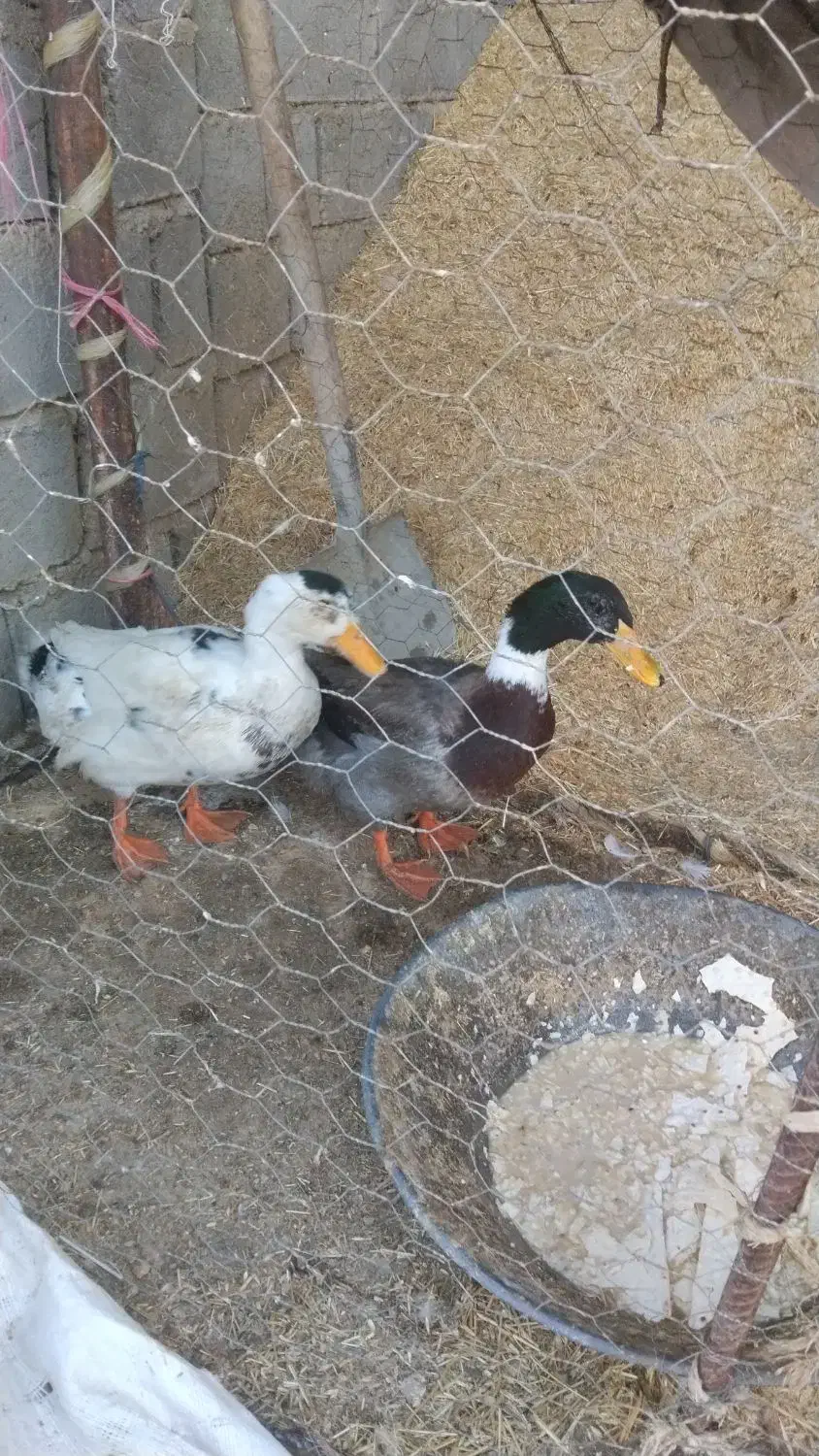 دوتا نر هستن|حیوانات مزرعه|لیلان, |دیوار