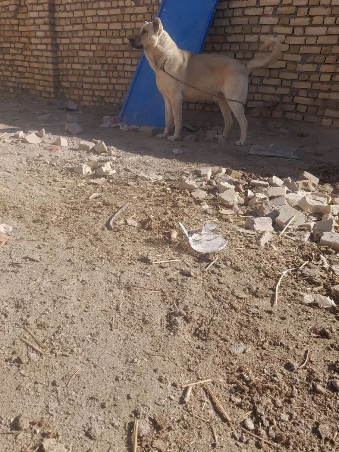 فروش سگ سرابی|سگ|تالش, هشتپر|دیوار