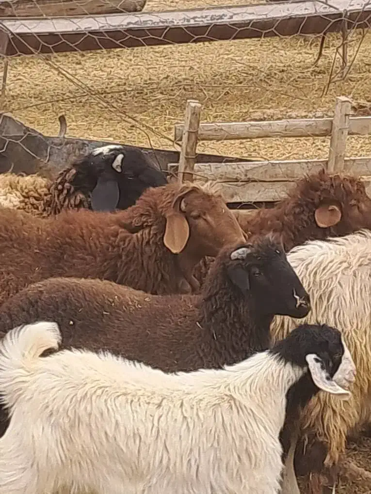 بره|حیوانات مزرعه|گلزار, |دیوار