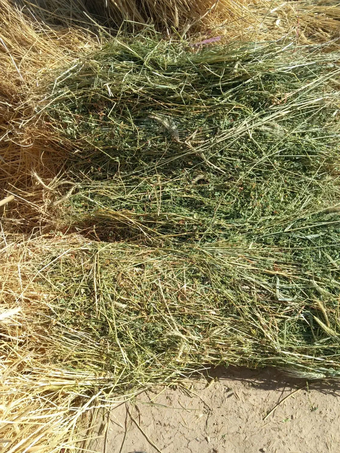 یونجه جو علف|حیوانات مزرعه|سجاس رود, |دیوار