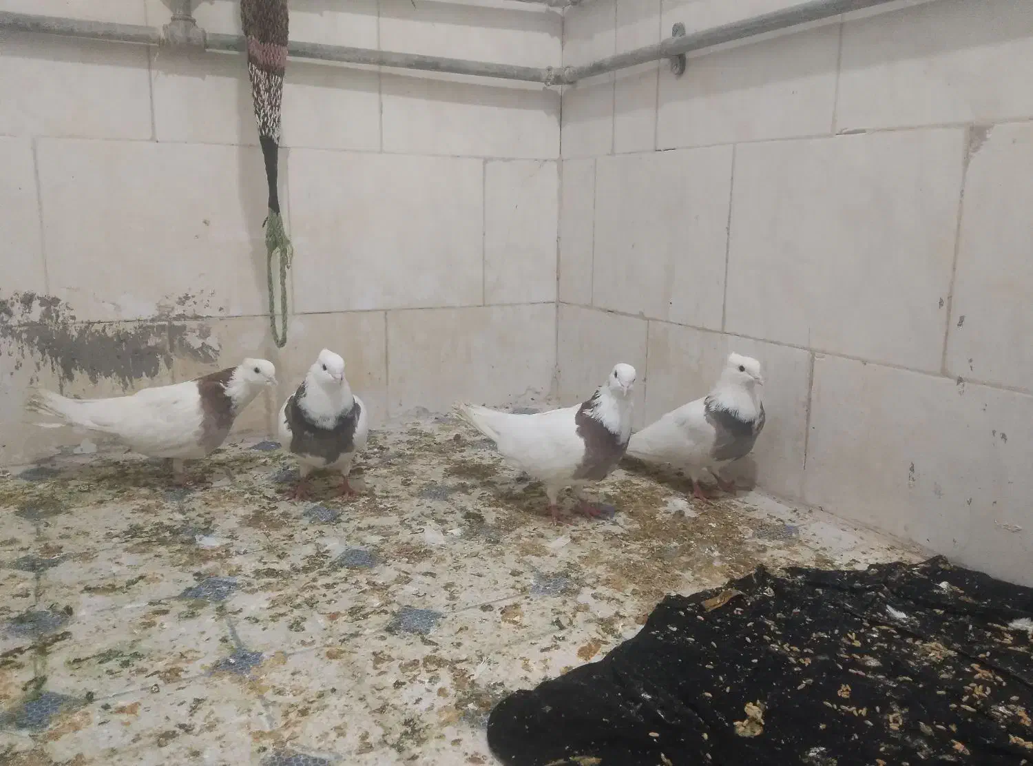 کبوتر طوقی|پرنده|ملکشاهی, |دیوار