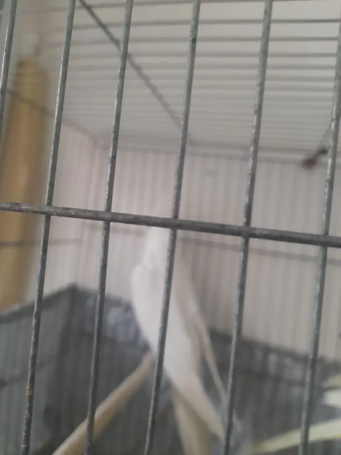 عروس هلندی آلبینو ماده|پرنده|اراک, |دیوار