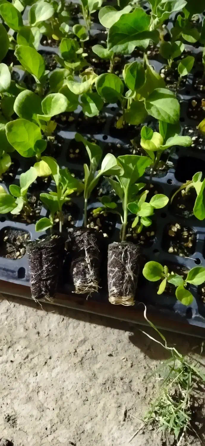 نشا گلخانه ای (فقط بادمجون )|گل و گیاه طبیعی|زابل, |دیوار