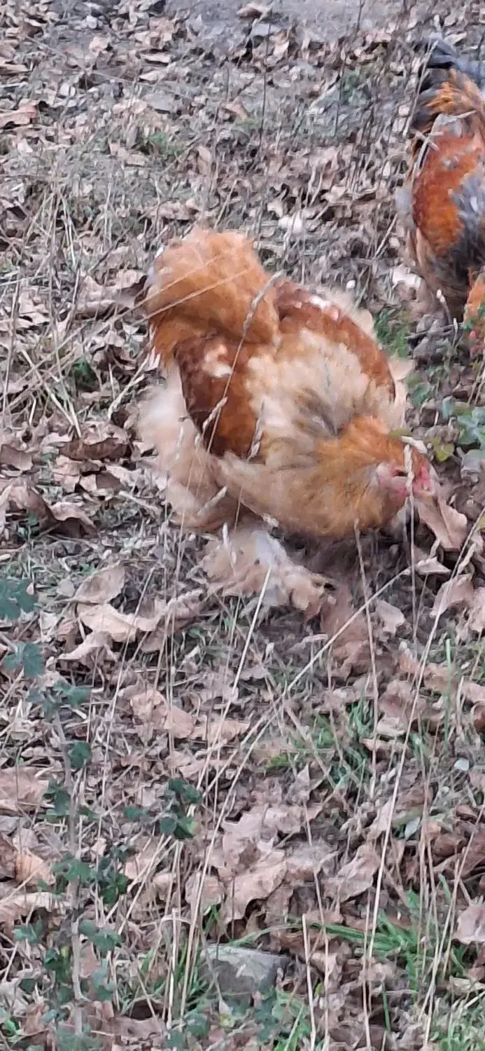 خروس ۶ ماهه امپراطور|حیوانات مزرعه|رودبار, |دیوار