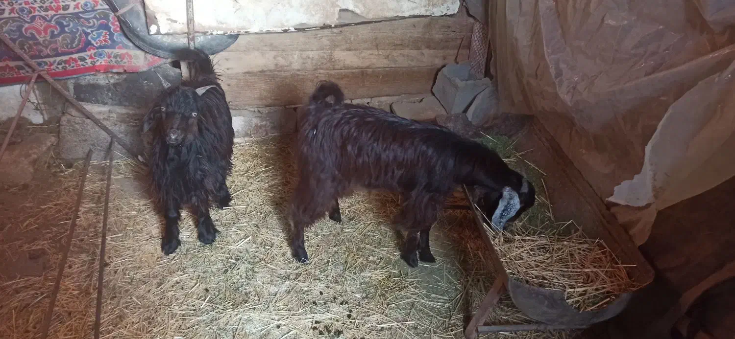 دو عدد بزغاله نر و ماده|حیوانات مزرعه|مبارکه, |دیوار