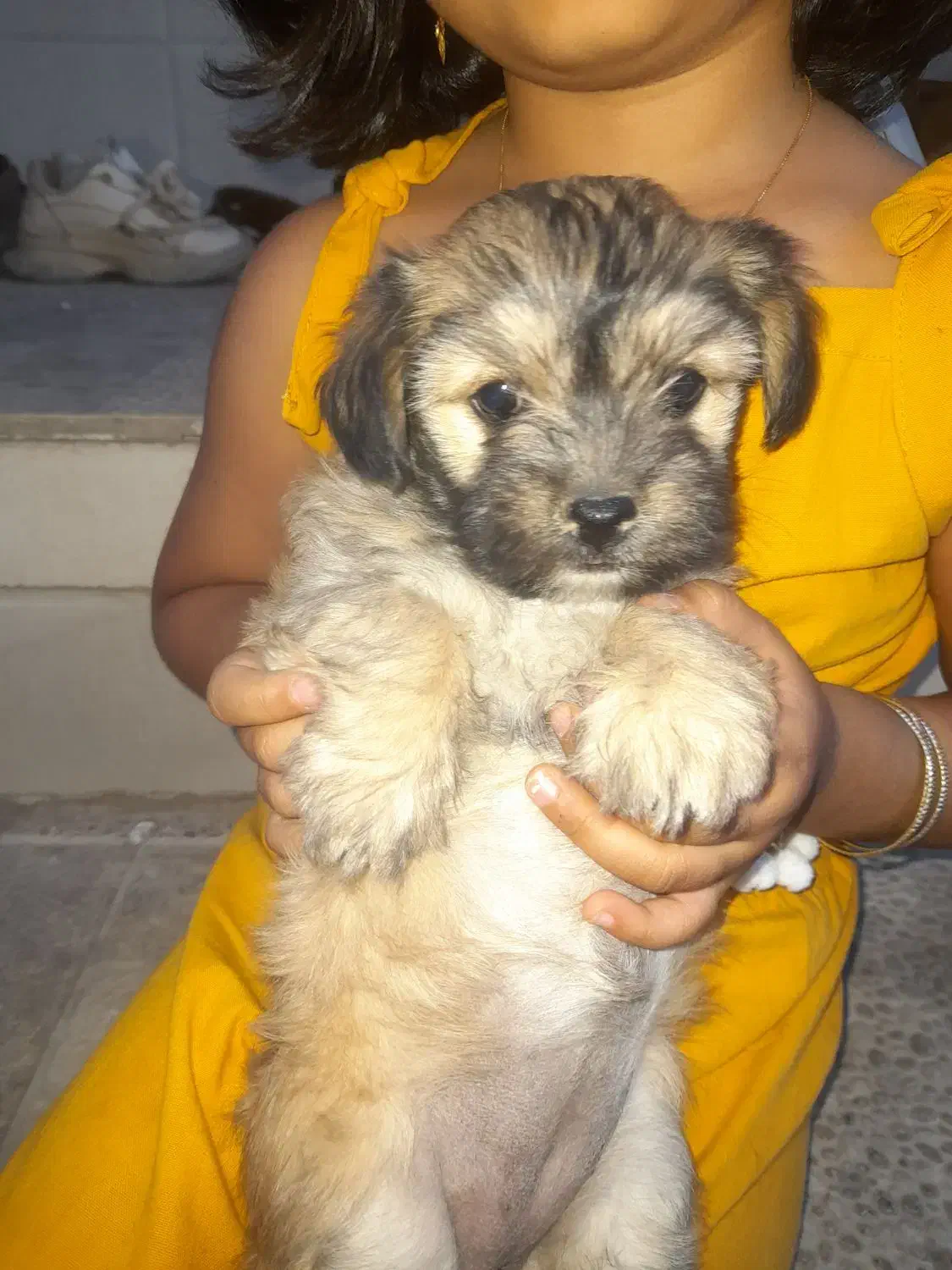 شیتزو با نمک لاری|سگ|گرمسار, |دیوار