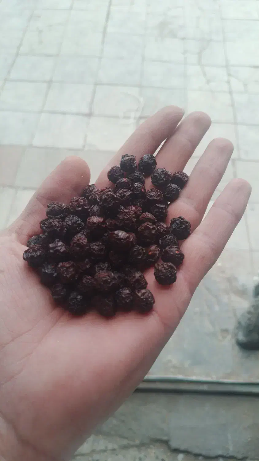 آلبالو|خوردنی و آشامیدنی|بستان آباد, |دیوار