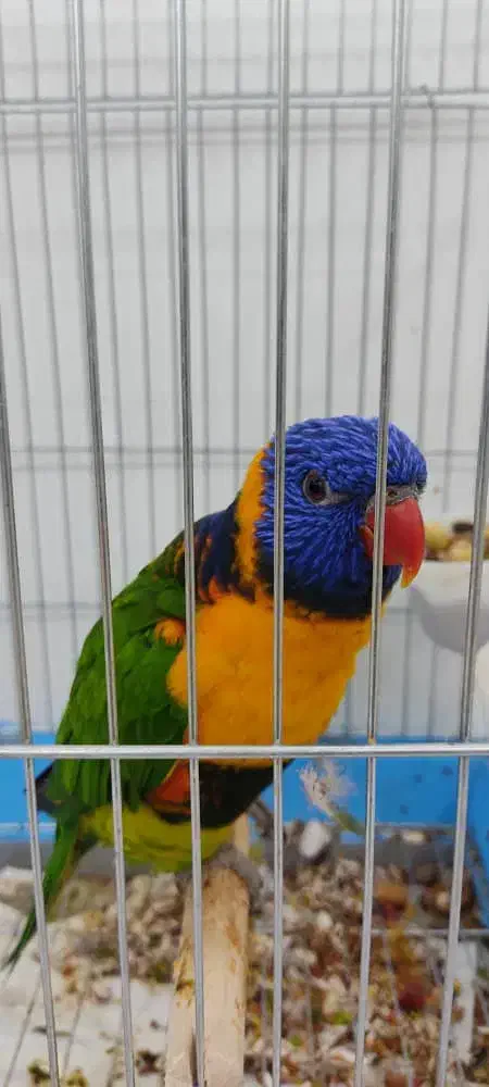 طوطی لوری|پرنده|پردیس, فاز ۱۱|دیوار