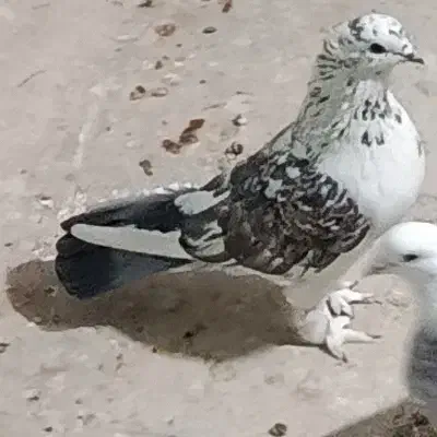 کفتر کاکلی پاپر نر|پرنده|شهریار, شهریار|دیوار