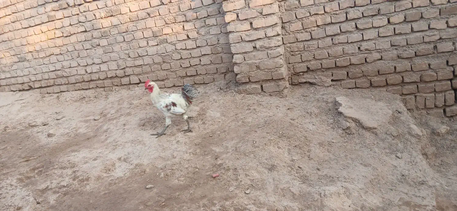 1 خروس محلی اصل پاه سیا|حیوانات مزرعه|کرمان, |دیوار