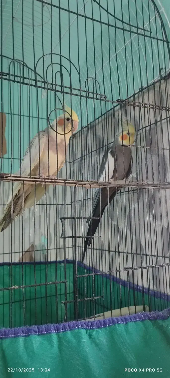 عروس هلندی مولد|پرنده|اهواز, پدافند|دیوار