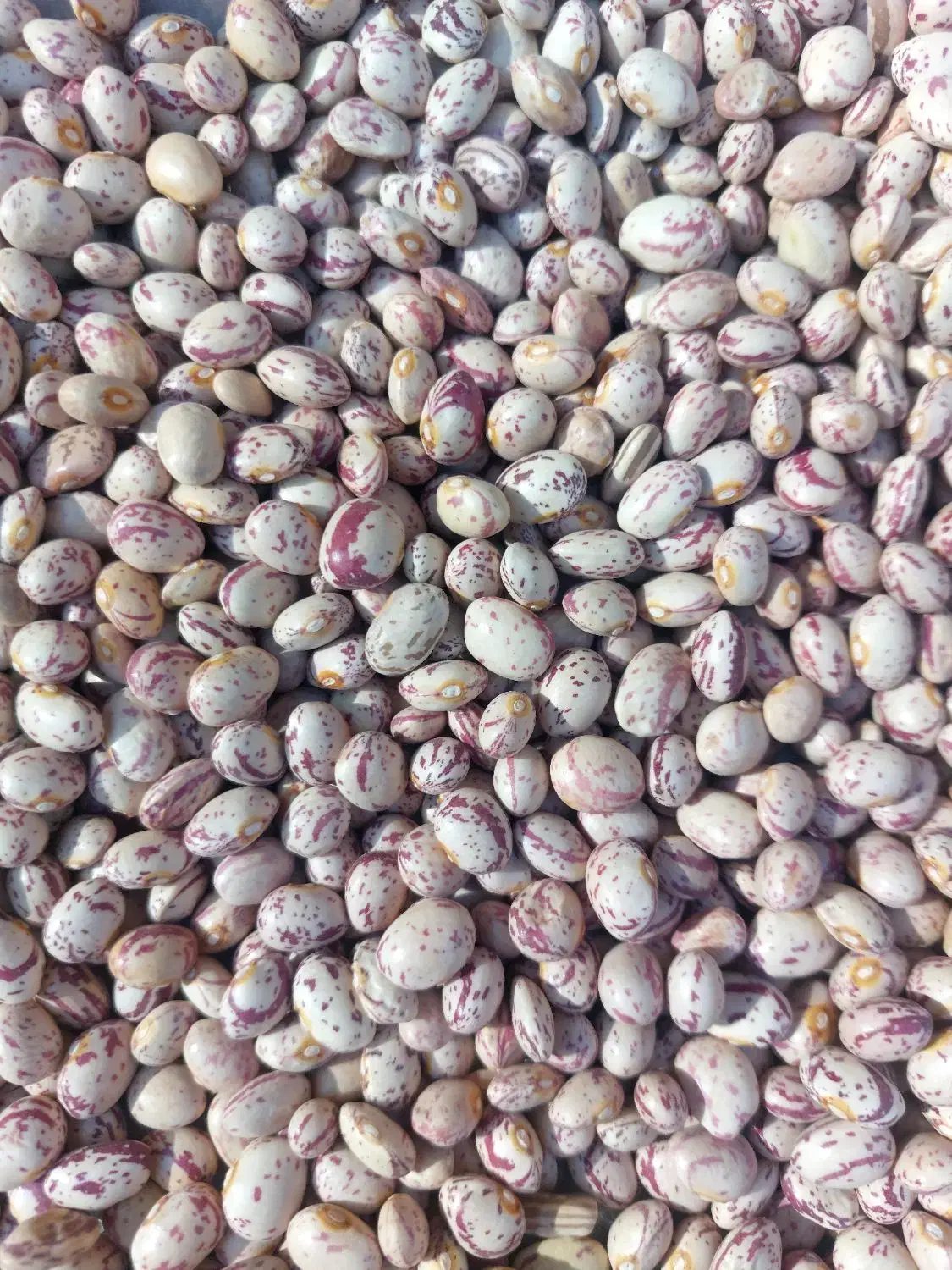 لوبیا چیتی|خوردنی و آشامیدنی|مرودشت, نقش رستم|دیوار