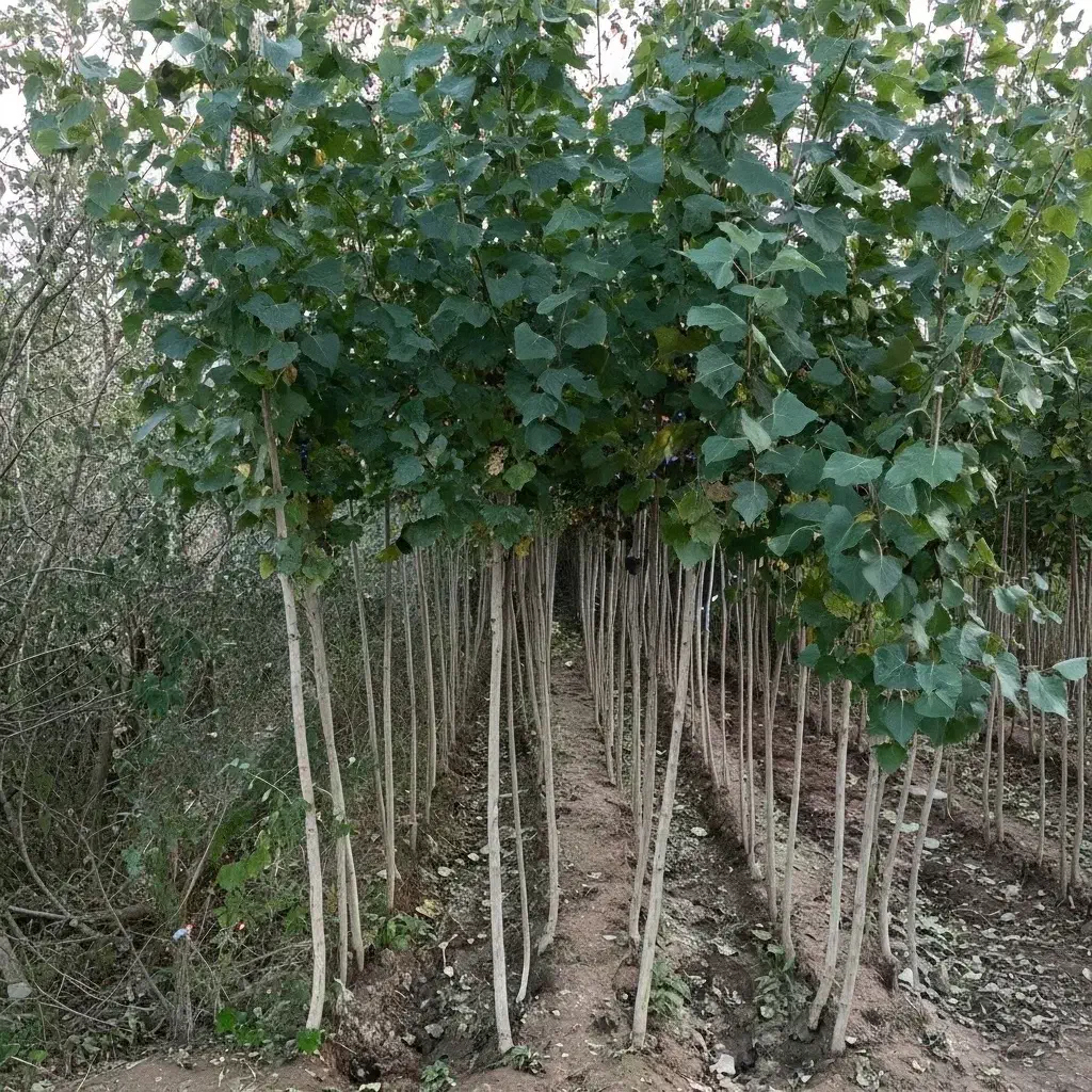 قلمه با کیفیت عالی و ارسال فوری|حراج|یاسوج, |دیوار