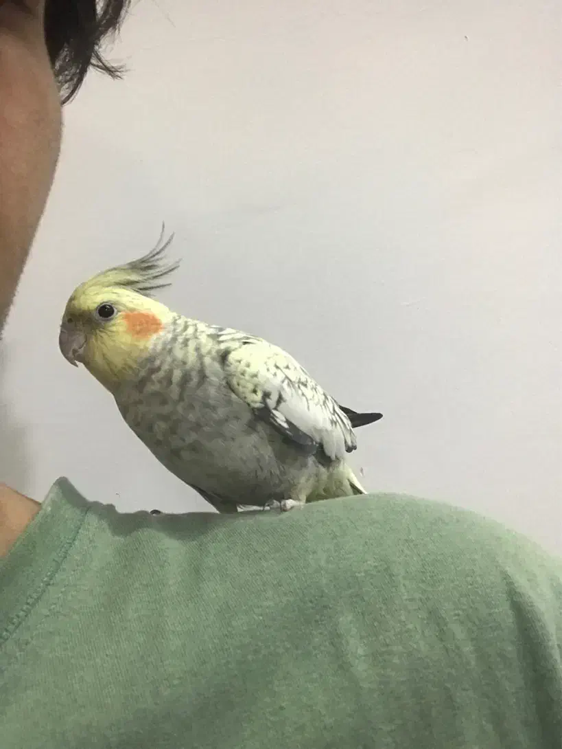 عروس هلندی گل باقالی|پرنده|ملارد, |دیوار