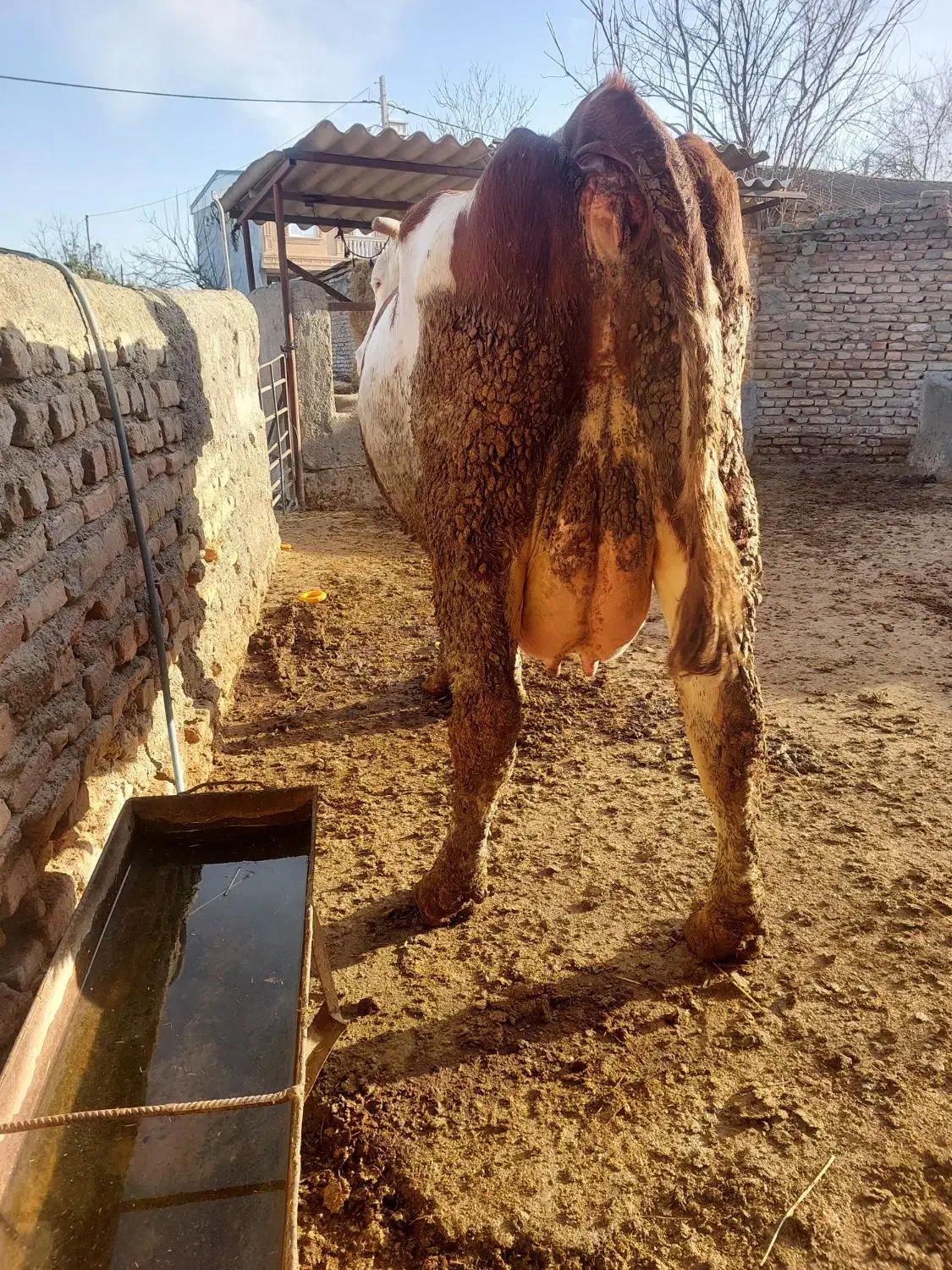 گاو شیری|حیوانات مزرعه|سیمین شهر, |دیوار