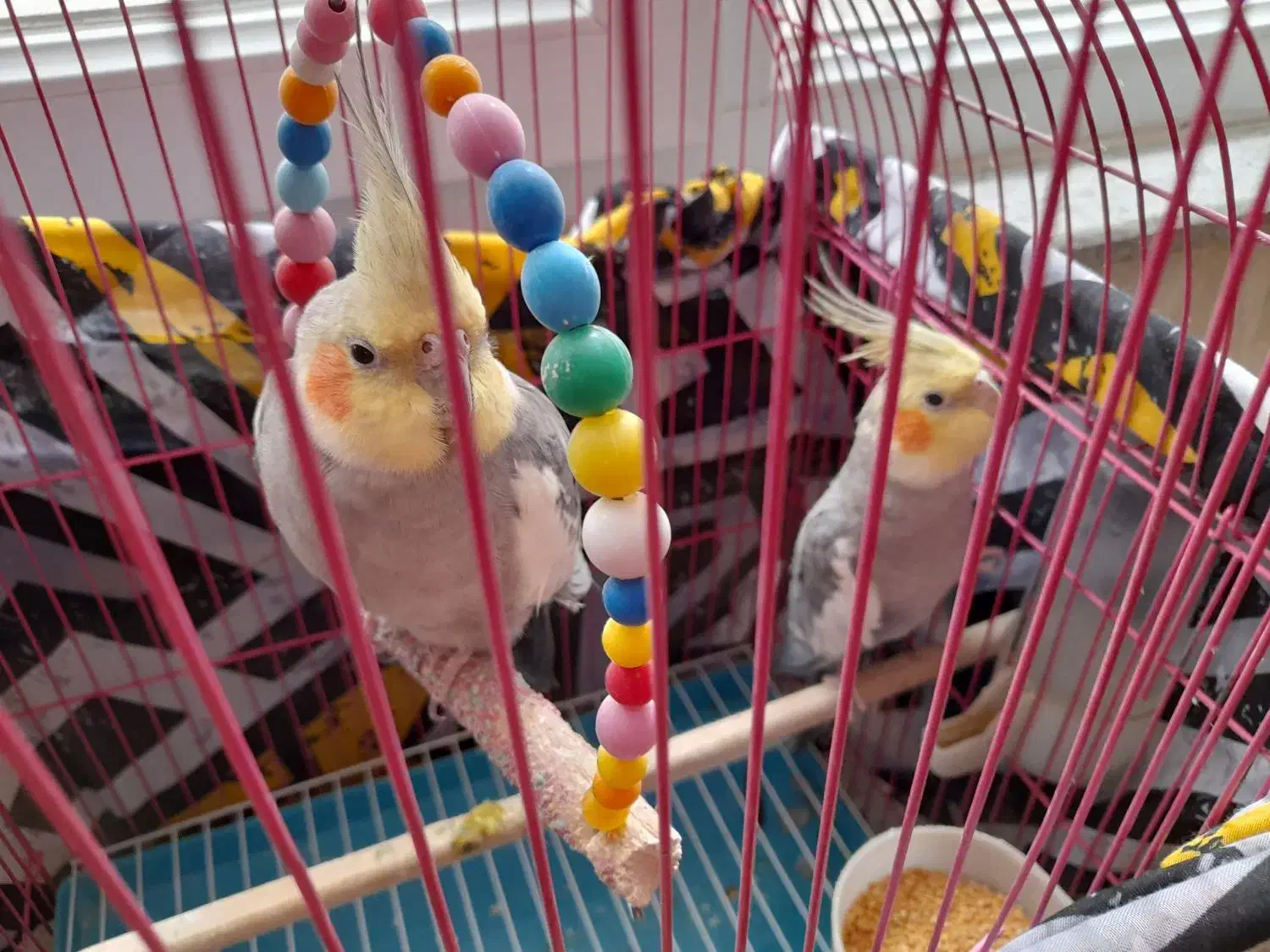 عروس هلندی اهلی|پرنده|باسمنج, |دیوار