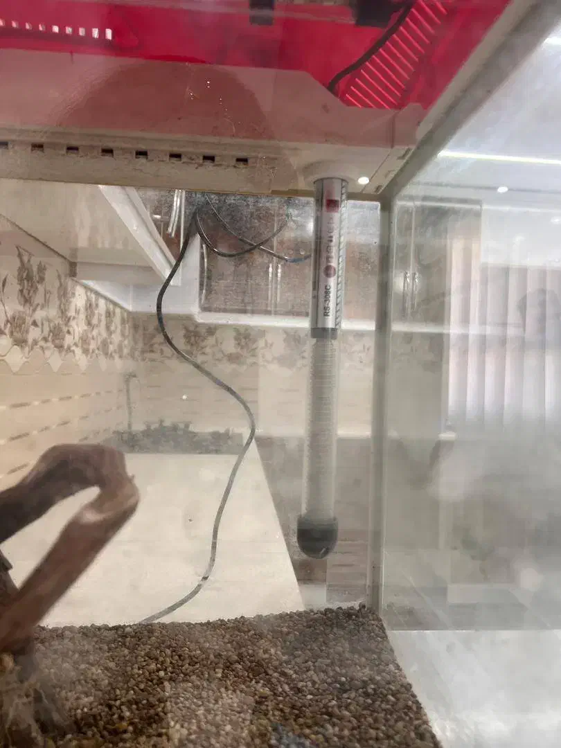 آکواریوم ماهی|ماهی|پارسیان, |دیوار