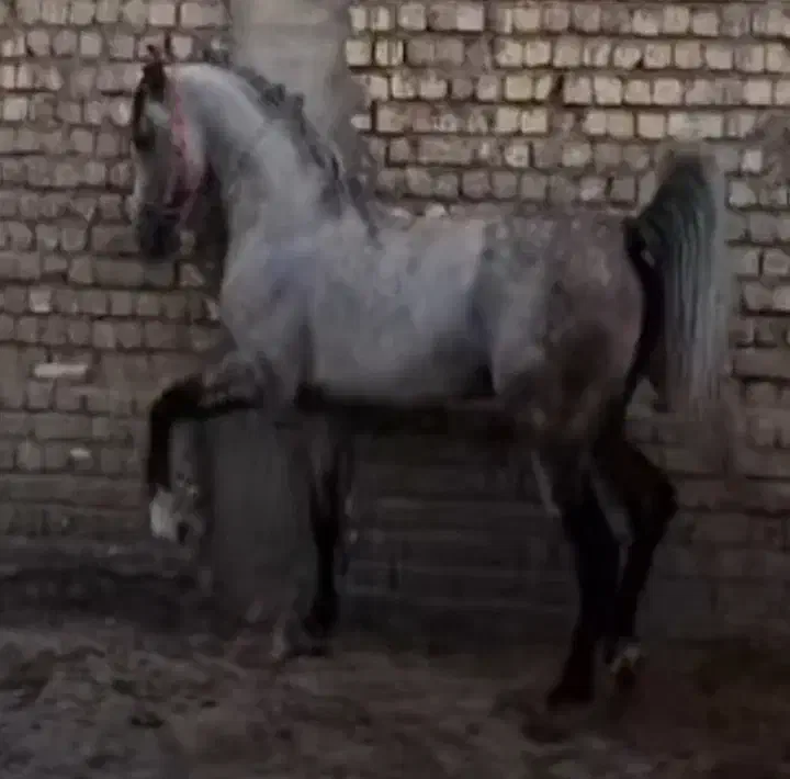 اسب ابرش سن ۶ سال سواری و مجلسی|اسب و تجهیزات اسبسواری|اصفهان, سرشبادران|دیوار