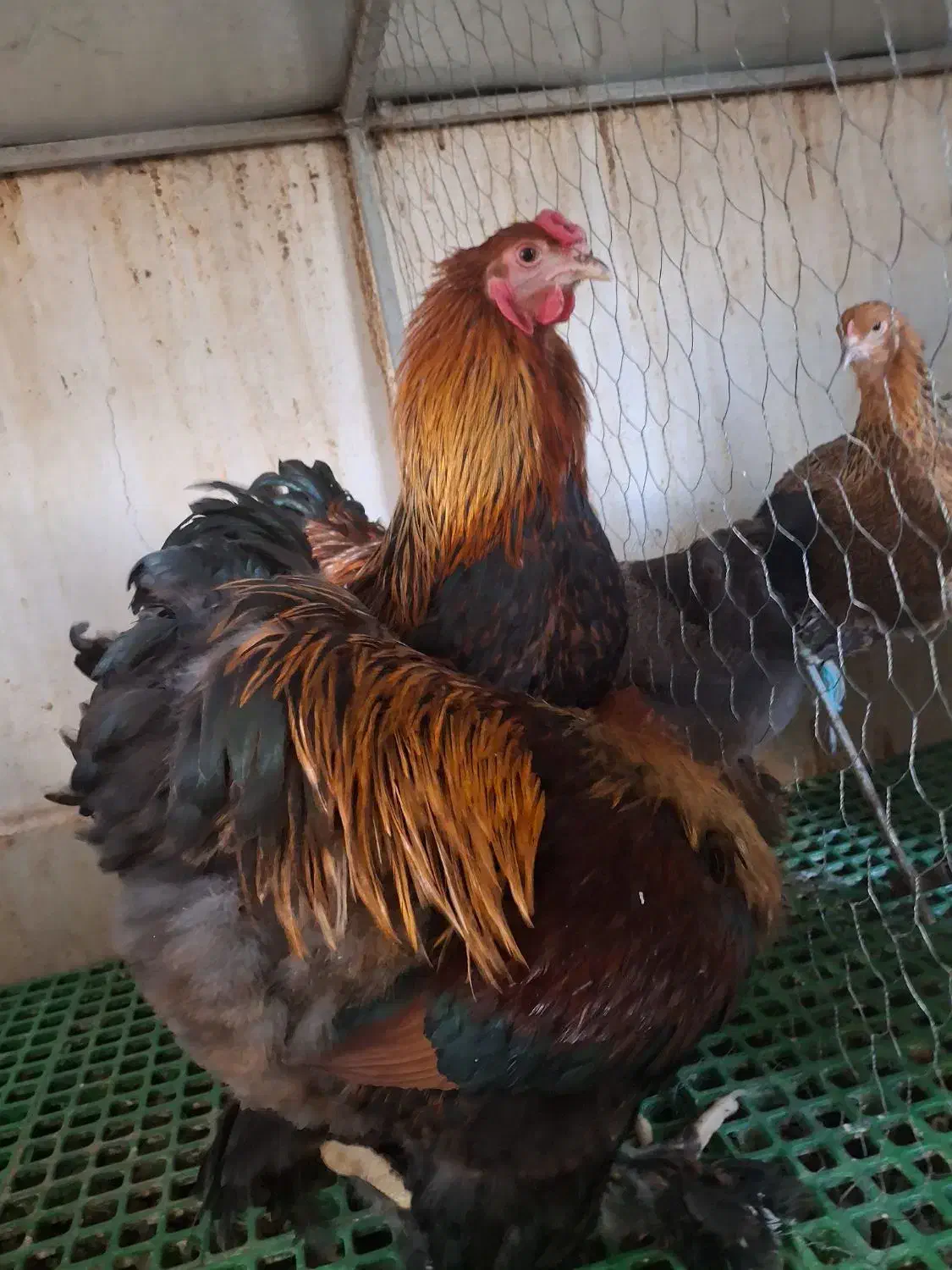 جوجه نیمچه مرغ خروس|حیوانات مزرعه|اندیشه, اندیشه فاز ۵|دیوار