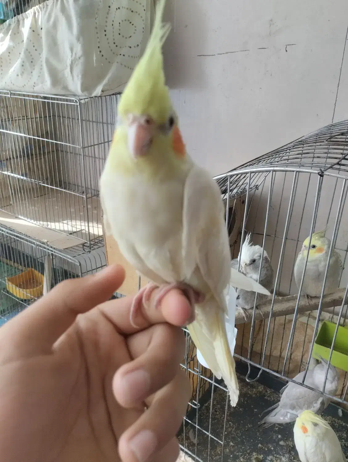 لوتینو دستی|پرنده|نجفآباد, امیرآباد|دیوار