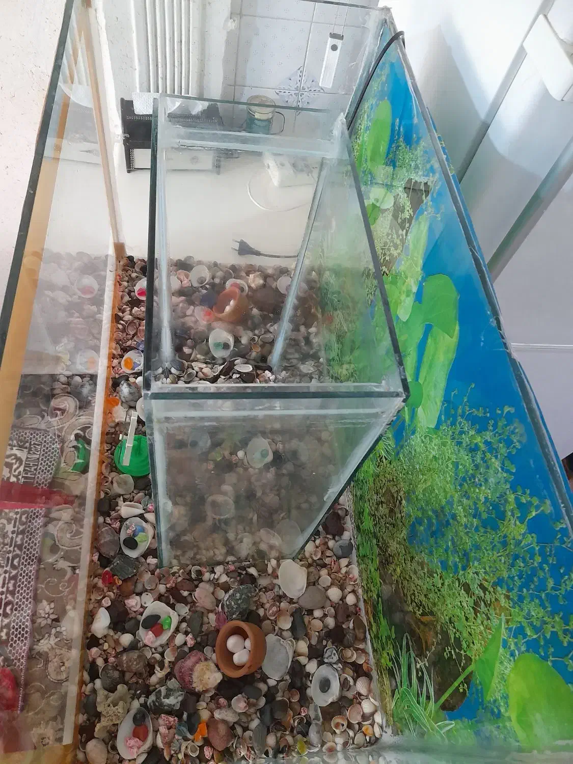 سلام آکواریوم بزرگ دوقلو سالم|ماهی|تربت جام, باغ سنگان سفلی|دیوار