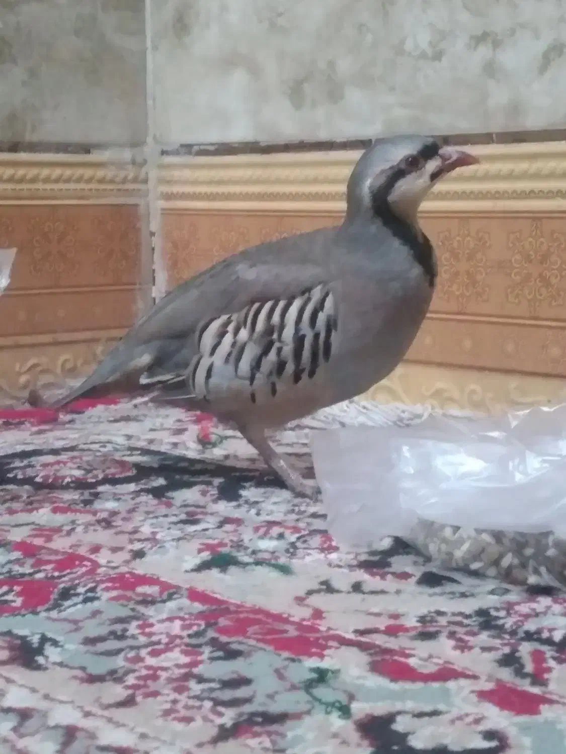 بلدرچین کوهی|پرنده|سراوان, |دیوار