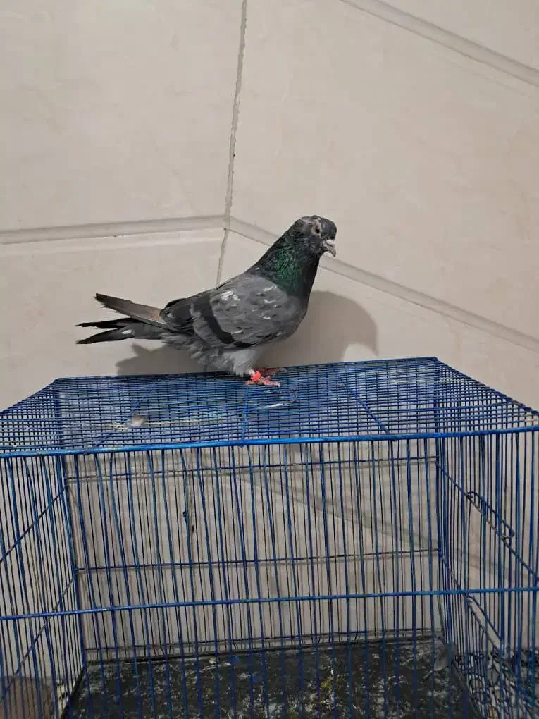 کبوتر|پرنده|تهران, نعمتآباد|دیوار