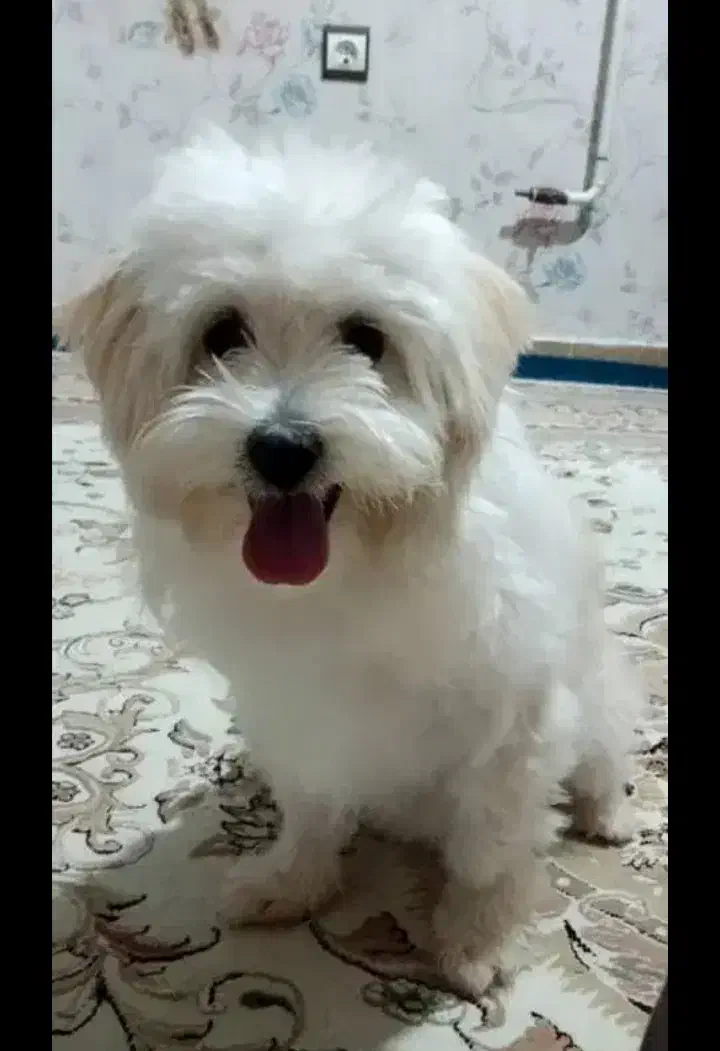 سگ پاکوتاه|سگ|محمدیه-قزوین, |دیوار