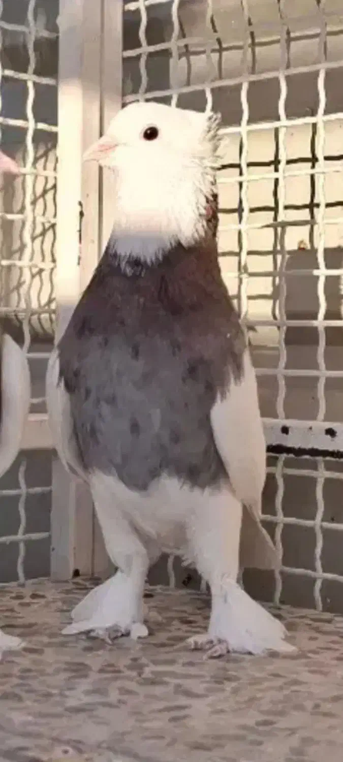 کفتر طوقی گمشده|حیوانات|شیراز, شهرک دارایی|دیوار