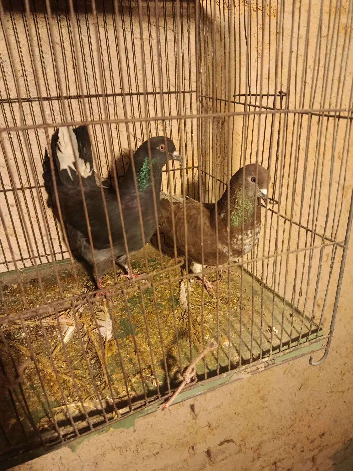 ...|پرنده|خمین, |دیوار