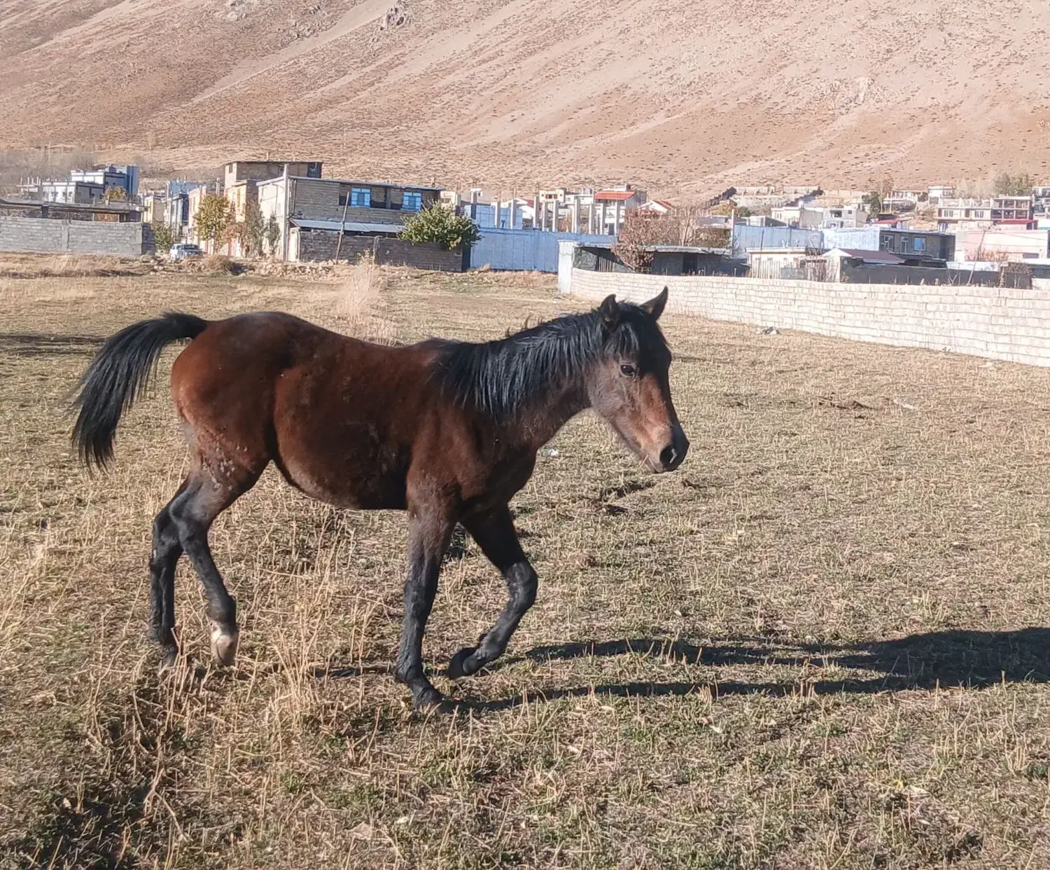 اسب نریان|اسب و تجهیزات اسبسواری|کوهرنگ, |دیوار
