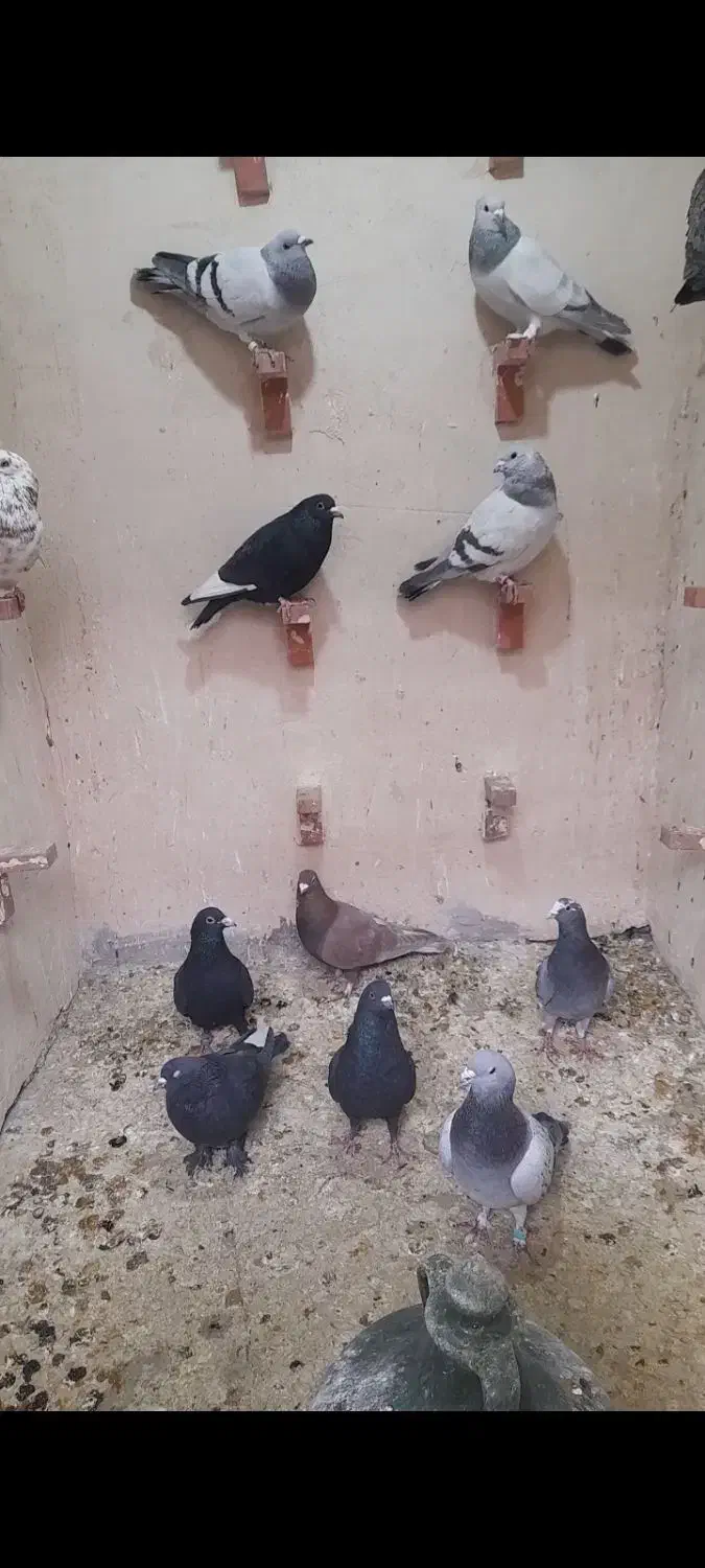 کفتر سوراخ|پرنده|کرمان, |دیوار