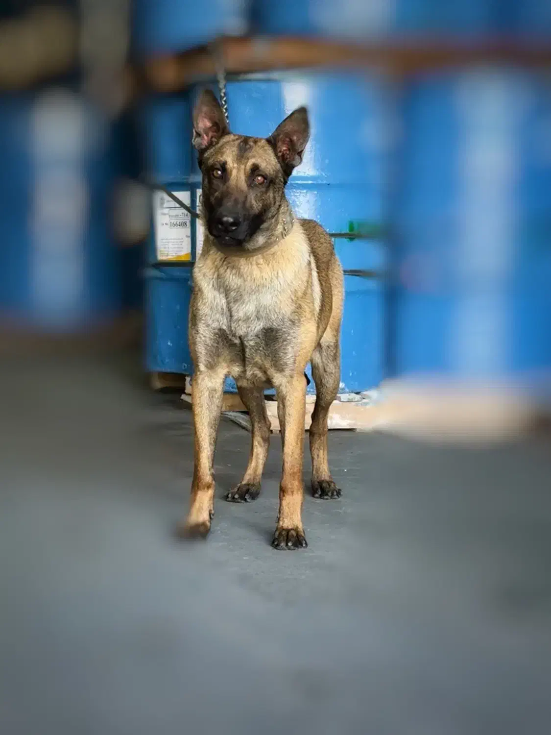 نر ۲ ساله مالینویز اماده جفتگیری|سگ|بروجرد, |دیوار