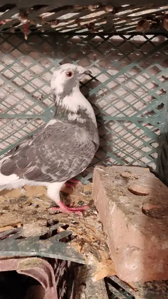 کبوتر|پرنده|اهر, |دیوار