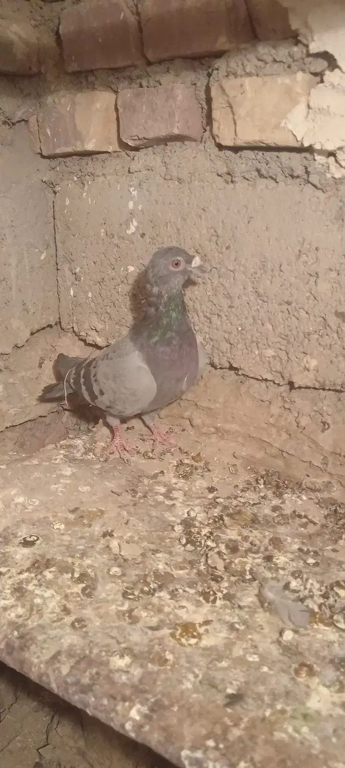کفتر مسافتی|پرنده|صابری, |دیوار
